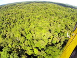 Survol du "persil" de la canopée guyanaise © Patrick GISLE