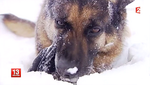 Le chien Bart et son boudin - Photo France 2