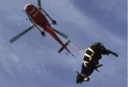 Une vache héliportée par HB-ZCZ - Photo collection JMP
